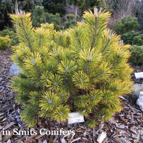 Pinus mugo 'Amber Gold' - Mägimänd 'Amber Gold'